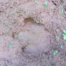 Footprint of a Tapir